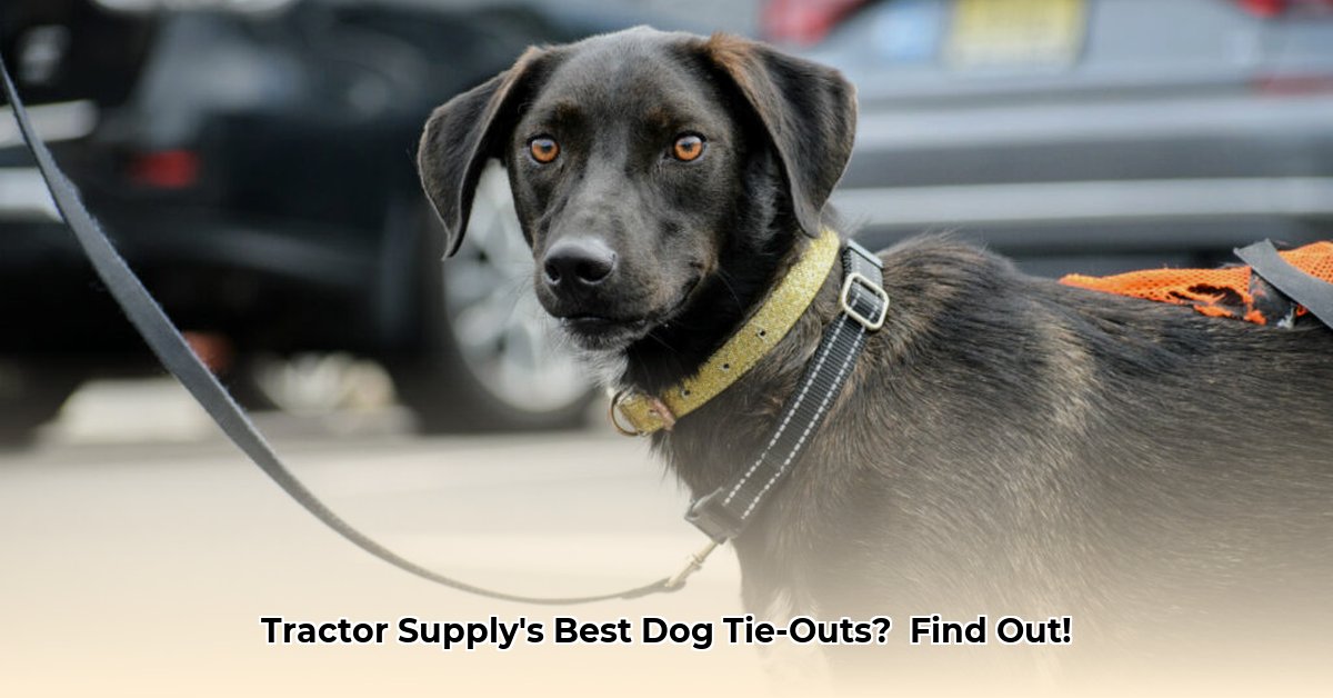 dog-tie-out-tractor-supply